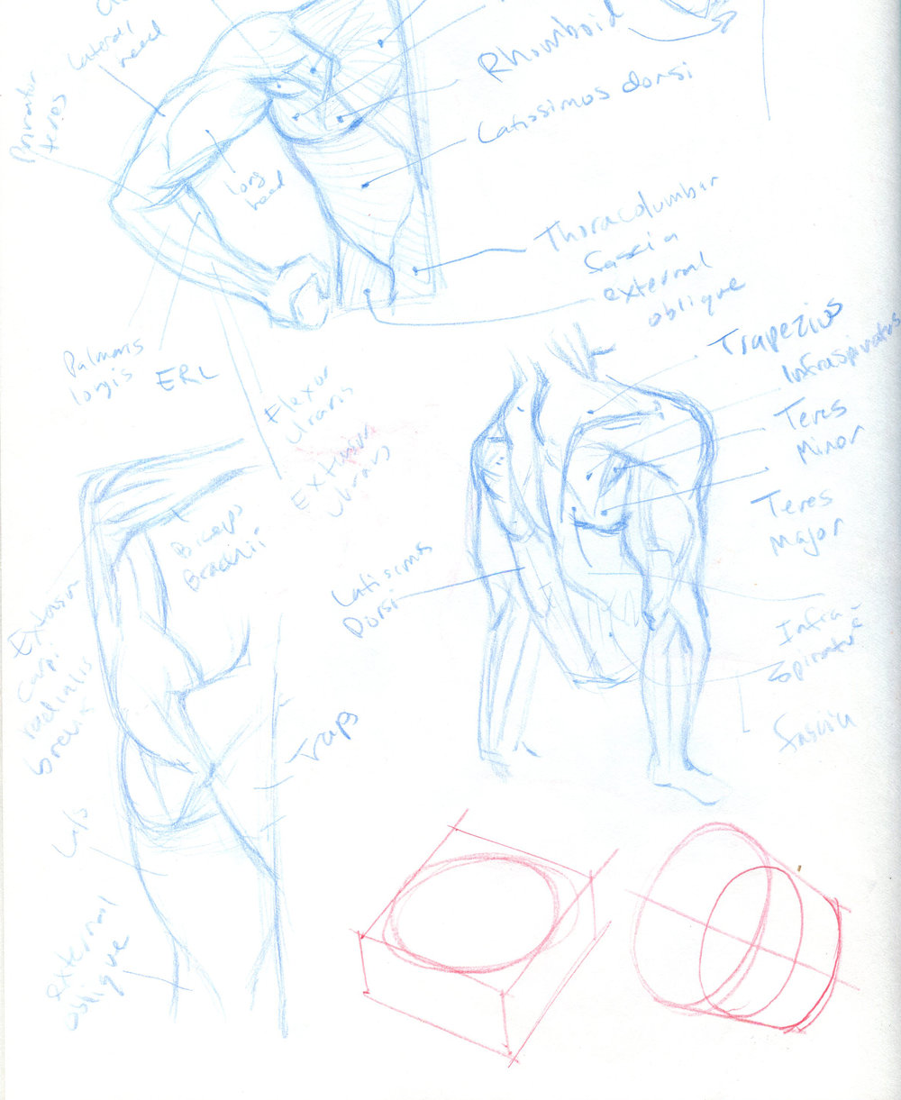 1000x1221 How To Practice Drawing Phase - Study Drawing