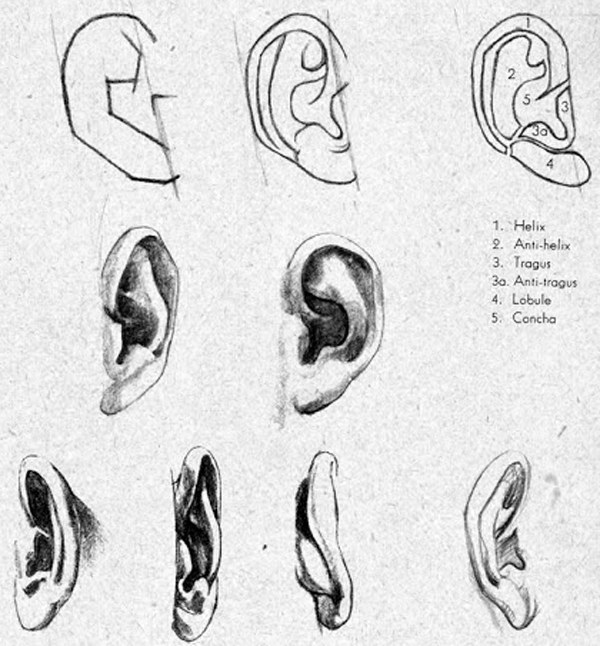 600x646 study on drawing ears - Study Drawing