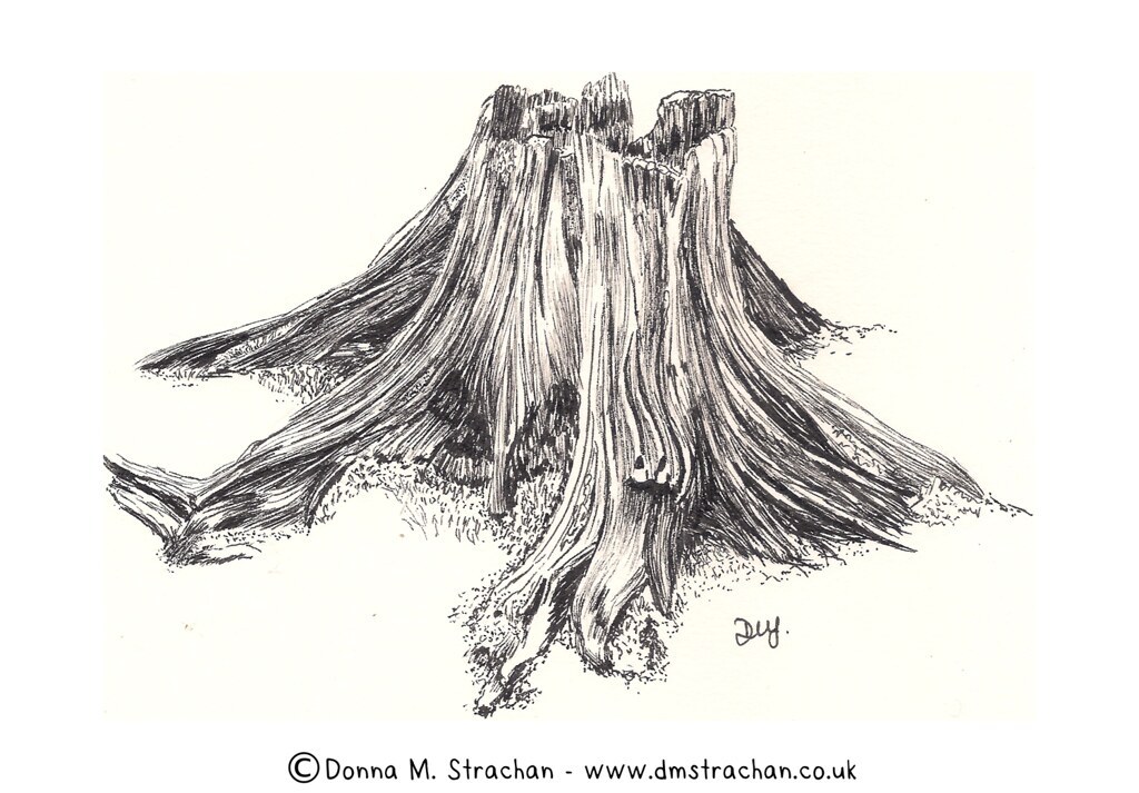 Detailed Tree Stump Drawing