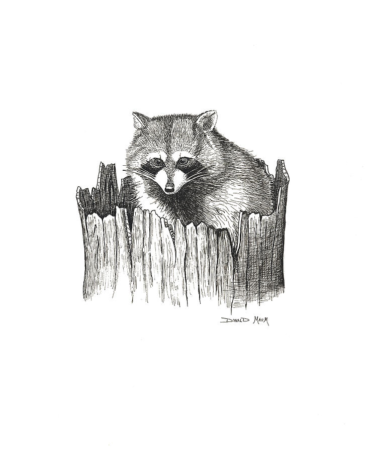 726x900 raccoon in stump drawing - Stump Drawing