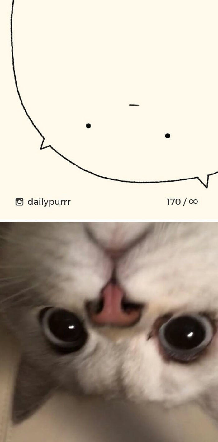 700x1416 stupid cat drawings dailypurrr bored panda - Stupid Drawings