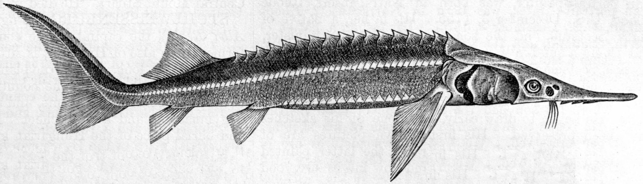 Sturgeon Drawing at Explore collection of Sturgeon
