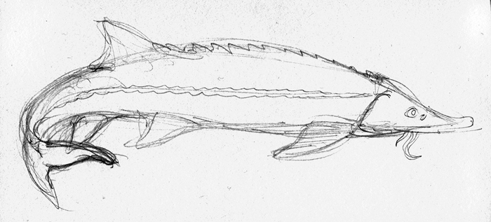 700x317 Hedgesketchblog Zoo Sketches - Sturgeon Drawing