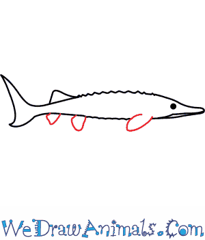 300x350 How To Draw An Atlantic Sturgeon - Sturgeon Drawing