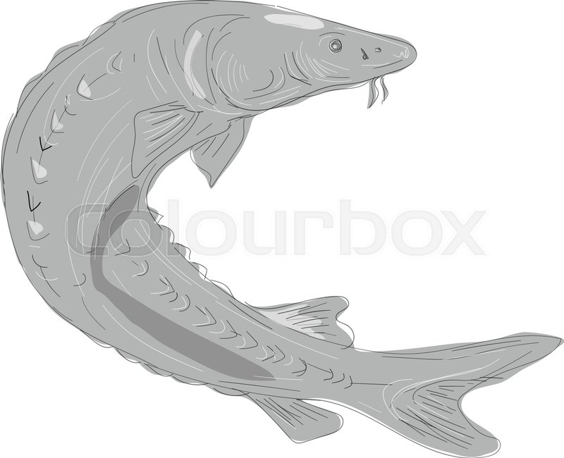 800x650 Illustration Of A Lake Sturgeon Stock Vector Colourbox - Sturgeon Drawing