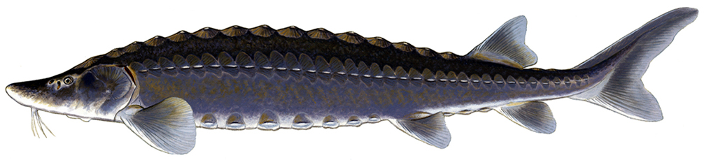 1006x229 Kentucky Department Of Fish Wildlife Lake Sturgeon - Sturgeon Drawing
