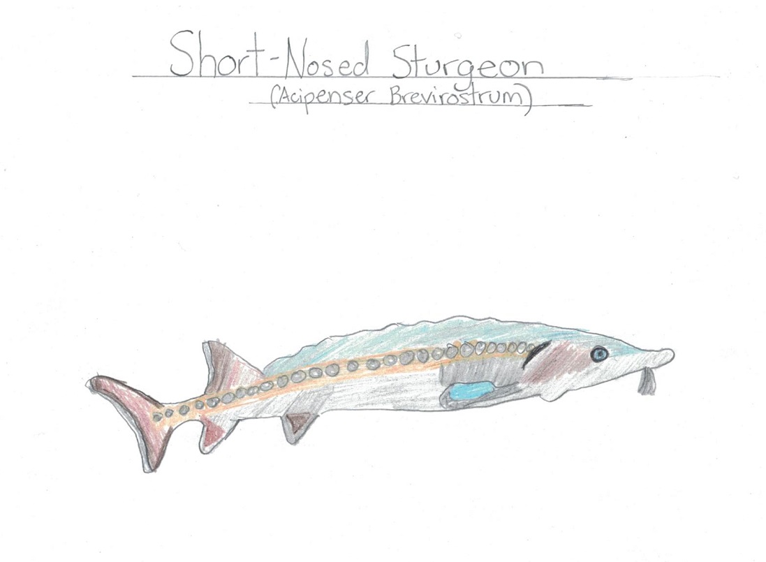 1097x805 Mkfenyk Sturgeon Drawing Lower Raritan Watershed - Sturgeon Drawing