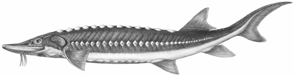 595x155 Species - Sturgeon Drawing