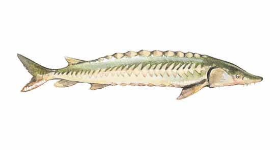 550x294 Sturgeon - Sturgeon Drawing