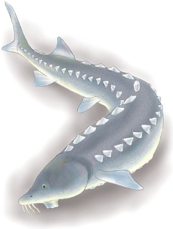 340x450 Sturgeon As Art Fishwisher's Home Page - Sturgeon Drawing