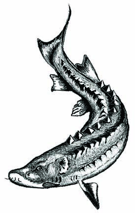 274x432 Sturgeon Paintings - Sturgeon Drawing