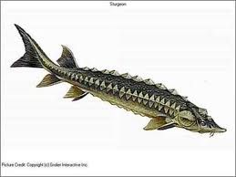 259x194 Sturgeon Skeleton Drawing - Sturgeon Drawing