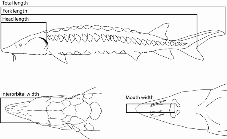 792x486 Diagram Of Different Types Of Measurements For Sturgeons Drawings - Sturgeon Drawing