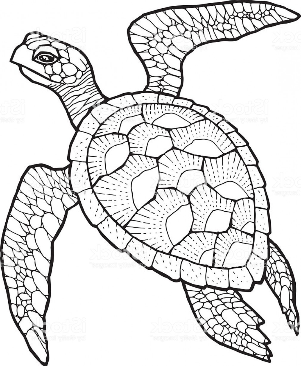 1011x1228 sea turtle vector stylized drawing gm lazttweet - Stylized Drawing