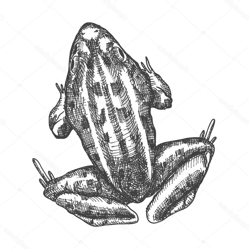 1024x1024 Best Free Stock Illustration Frog Sketch Stylized Drawing Image - Stylized Drawing