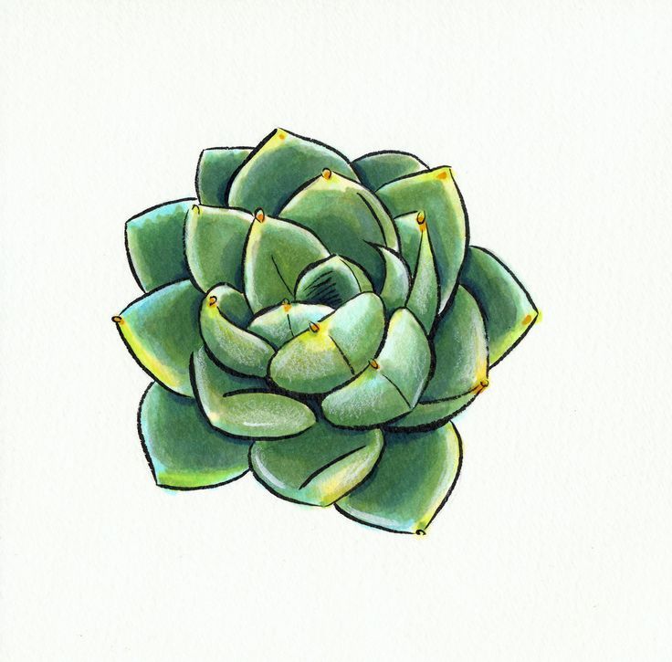 736x725 Image Result For How To Draw Succulents Step - Succulent Drawing
