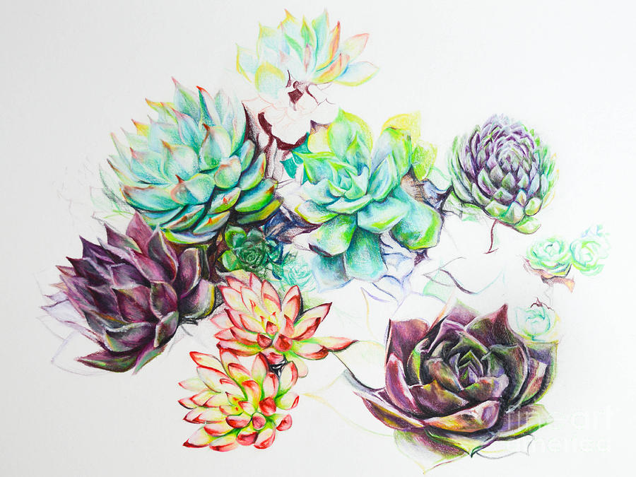900x675 Sarah's Succulents Drawing - Succulent Drawing