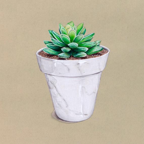 570x570 succulent drawing print etsy - Succulent Drawing