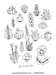 236x313 best succulent sketch images cactus drawing, cactus plants - Succulent Drawing