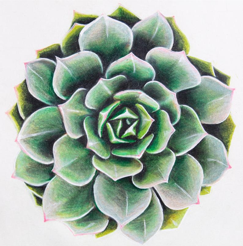 Succulent Drawing at PaintingValley.com | Explore collection of ...