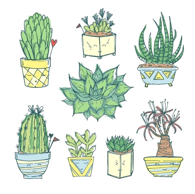 800x799 succulent illustration download hand drawn set of cute cactus - Succulent Drawing