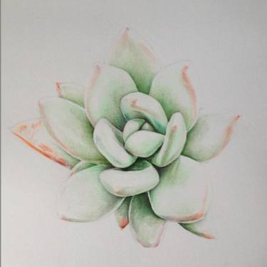 375x375 succulent sketch drawing - Succulent Drawing