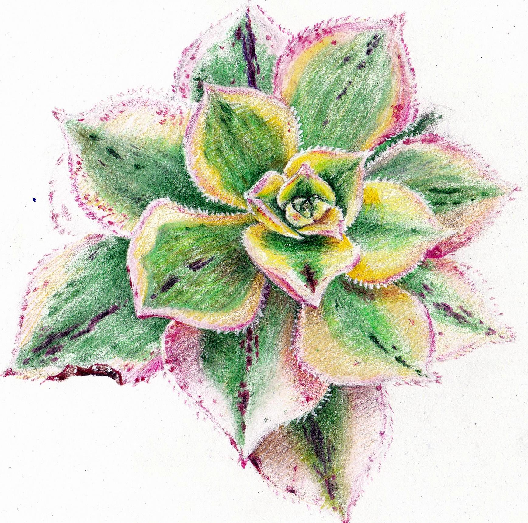 1736x1720 succulent drawing succulents - Succulent Drawing