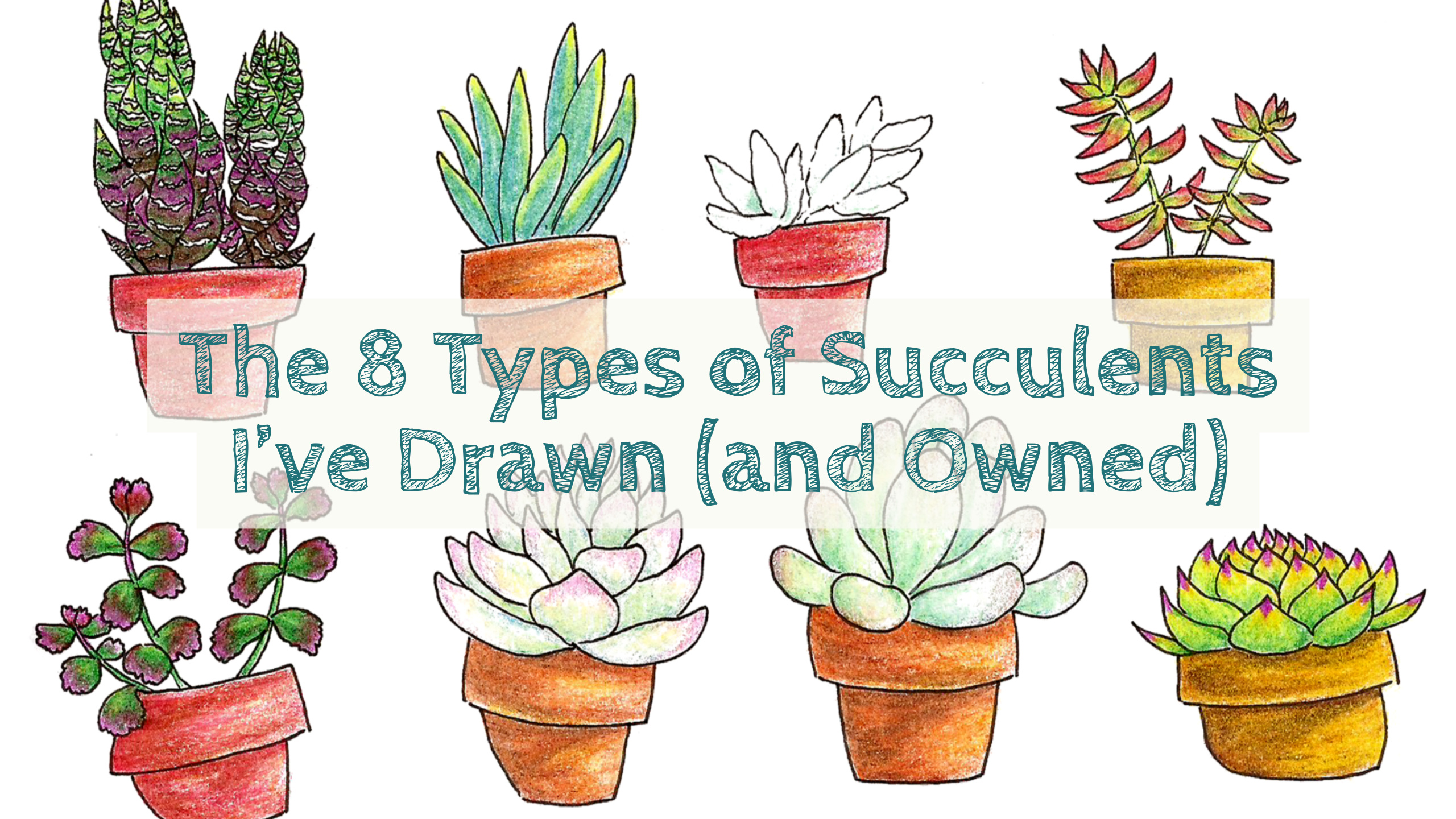 2560x1440 The Types Of Succulents I've Drawn - Succulent Drawing. 