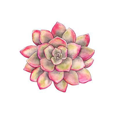 400x400 watercolor colorful succulent echeveria, hand drawn illustration - Succulent Drawing