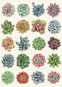 236x333 succulent drawing - Succulent Drawing