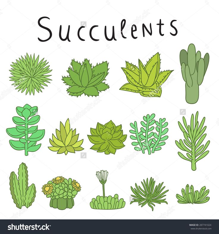 736x785 succulent plant drawings - Succulent Drawing