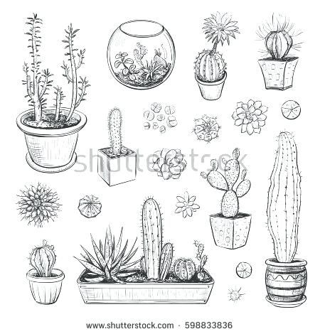 450x470 image result for succulent line drawing doodles drawings, how - Succulent Line Drawing