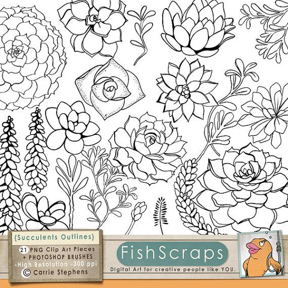 570x570 succulent line art, printable clipart outline, succulent flower - Succulent Line Drawing