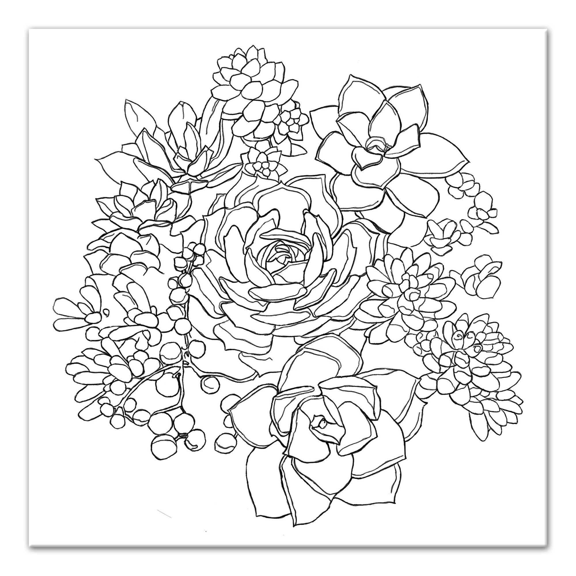 Succulent Line Drawing at Explore collection of