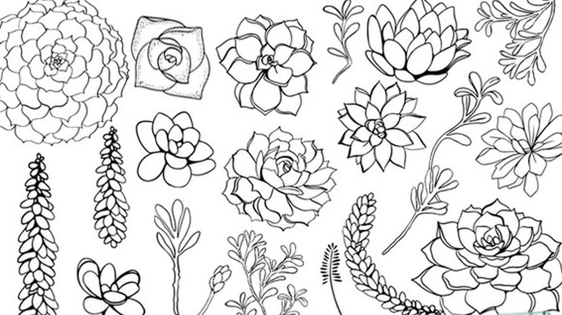 Succulent Line Drawing at Explore collection of