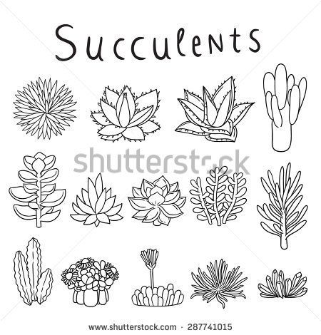 450x470 Hand Drawn Vector Succulents Art Inspo How To Draw Hands - Succulent Line Drawing