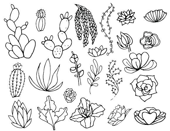 580x448 Image Result For Outline Of Succulents Mini Book Aids - Succulent Line Drawing