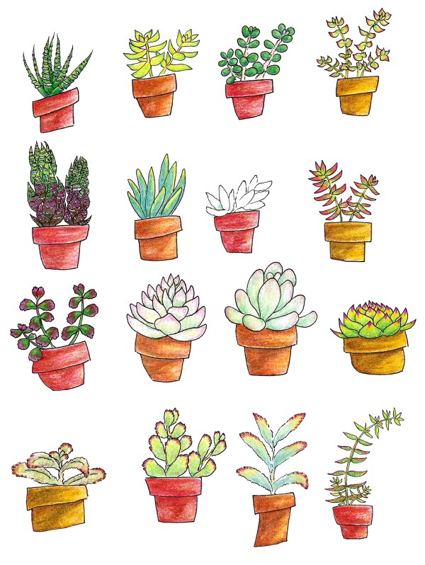 Succulent Plant Drawing at Explore collection of