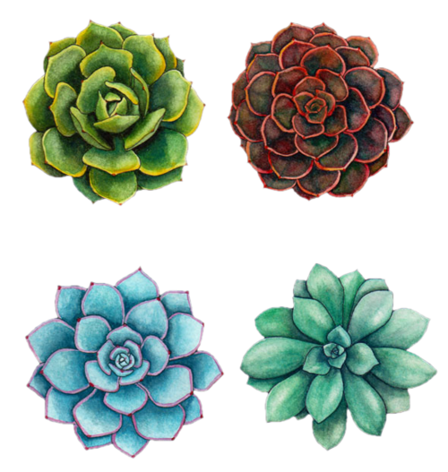 500x527 collection of free succulents drawing succulent plant download - Succulent Plant Drawing