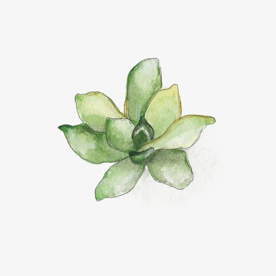 Succulent Plant Drawing at PaintingValley.com | Explore collection of ...