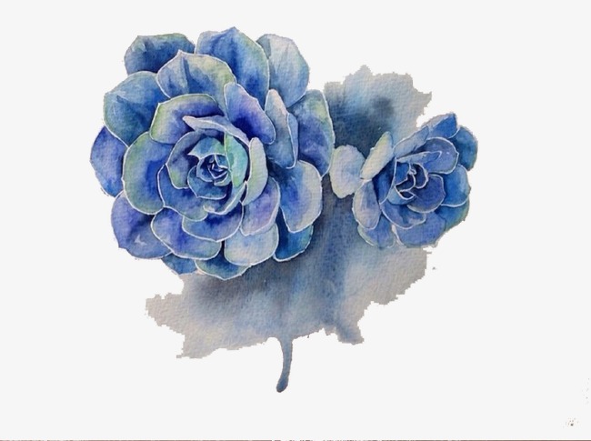 650x485 drawing succulents, plant, succulent plants, succulents png image - Succulent Plant Drawing