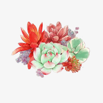 360x360 drawing succulents pull material free, succulent plants - Succulent Plant Drawing