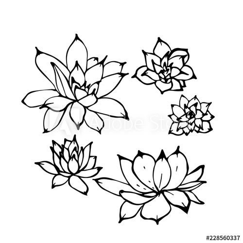 500x500 hand drawn vector illustration set of echeveria succulent plants - Succulent Plant Drawing