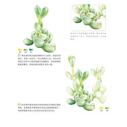430x430 online shop chinese pencil drawing book kinds of succulent - Succulent Plant Drawing