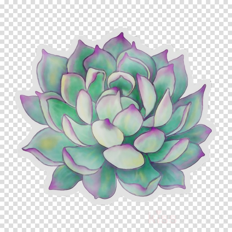 Succulent Plant Drawing at PaintingValley.com | Explore collection of