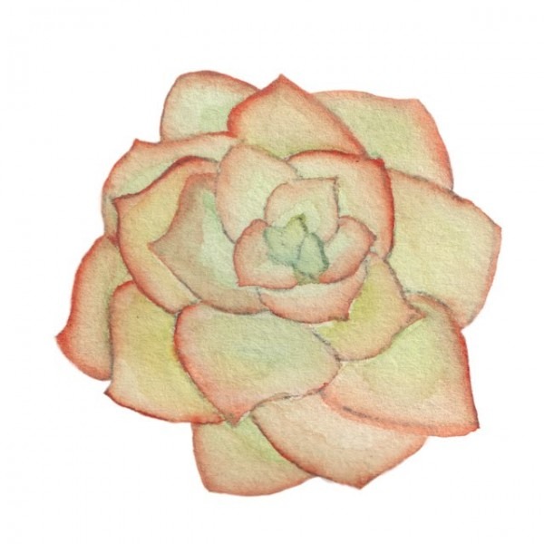 600x600 succulent plant drawing - Succulent Plant Drawing