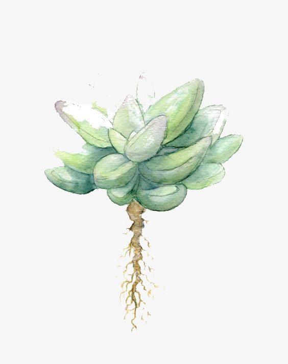 564x713 succulent plants, plants clipart, drawing fleshy, greenery png - Succulent Plant Drawing