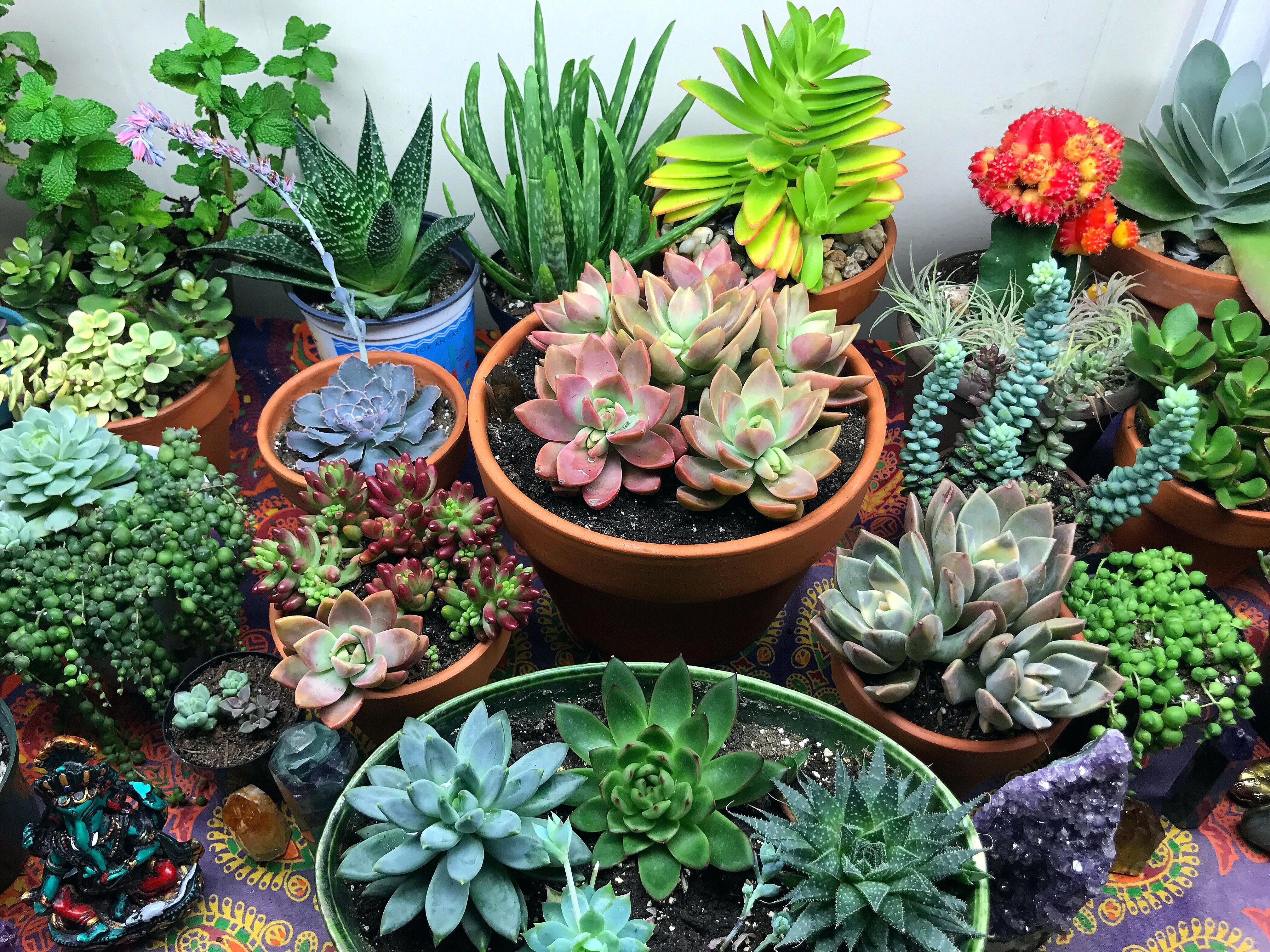 4032x3024 succulent plants drawing near me for sale online india - Succulent Plant Drawing