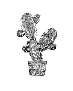 240x300 succulent plants drawings - Succulent Plant Drawing
