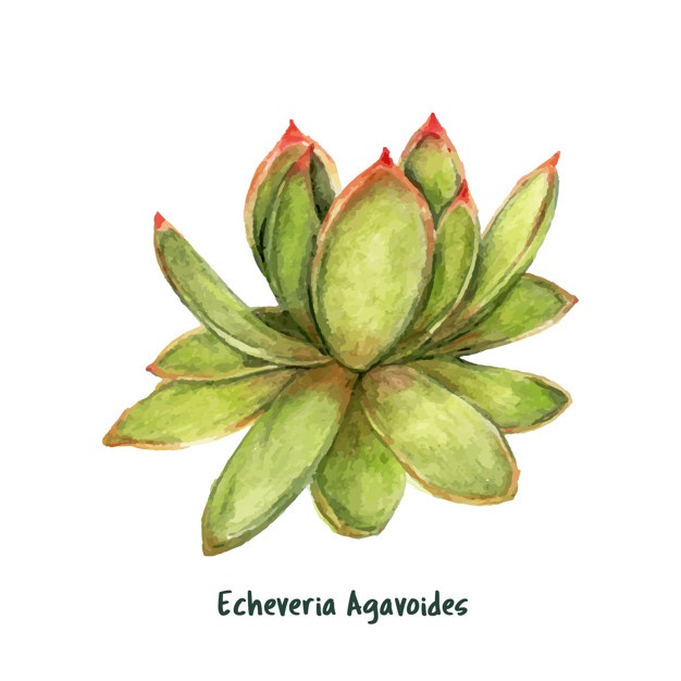 626x626 succulent vectors, photos and free download - Succulent Plant Drawing